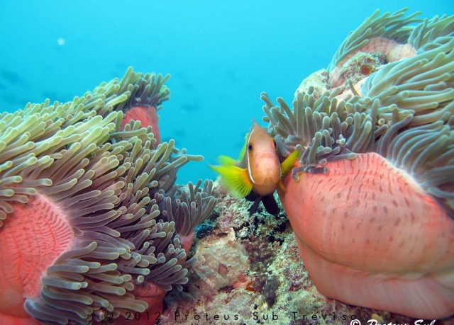  Las maravillas del mar 